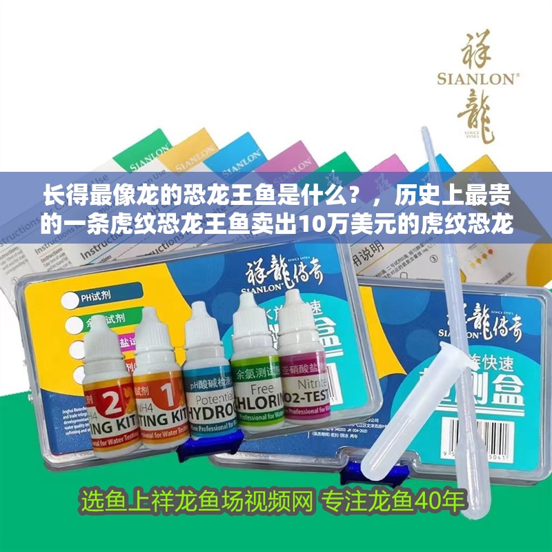 長得最像龍的恐龍王魚是什么？，歷史上最貴的一條虎紋恐龍王魚賣出10萬美元的虎紋恐龍王魚