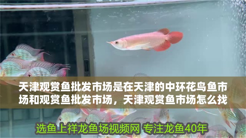 天津觀賞魚批發市場是在天津的中環花鳥魚市場和觀賞魚批發市場，天津觀賞魚市場怎么找
