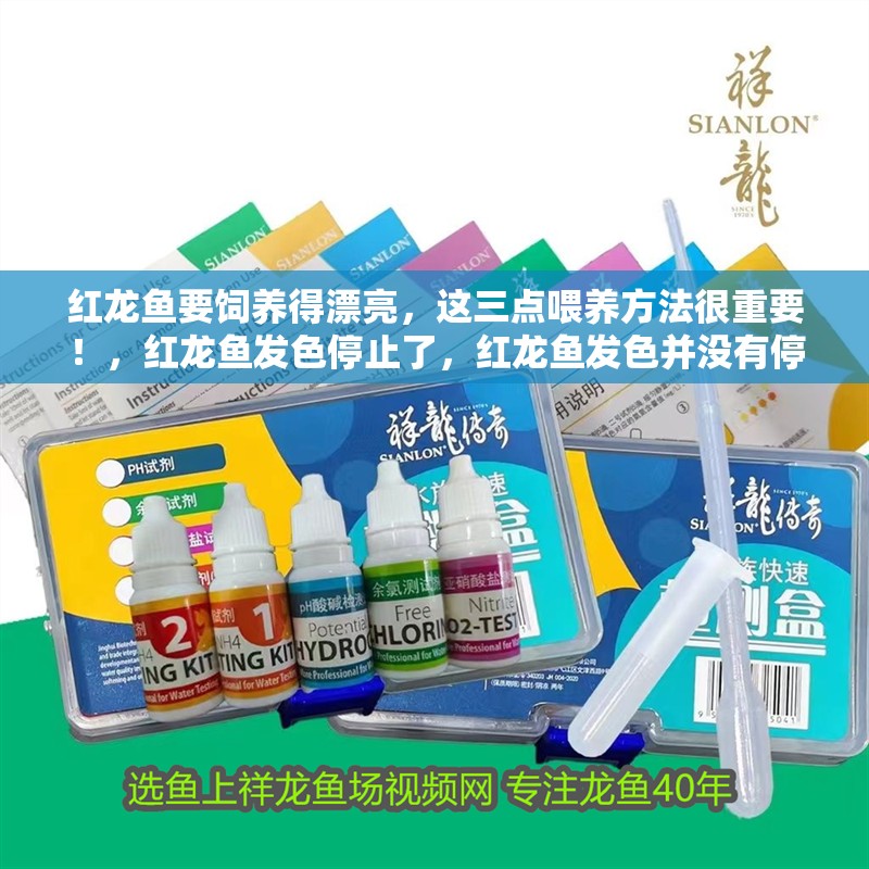 紅龍魚要飼養得漂亮，這三點喂養方法很重要！，紅龍魚發色停止了，紅龍魚發色并沒有停止，這三點喂養方法很重要