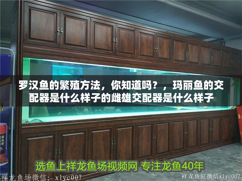 羅漢魚的繁殖方法，你知道嗎？，瑪麗魚的交配器是什么樣子的雌雄交配器是什么樣子
