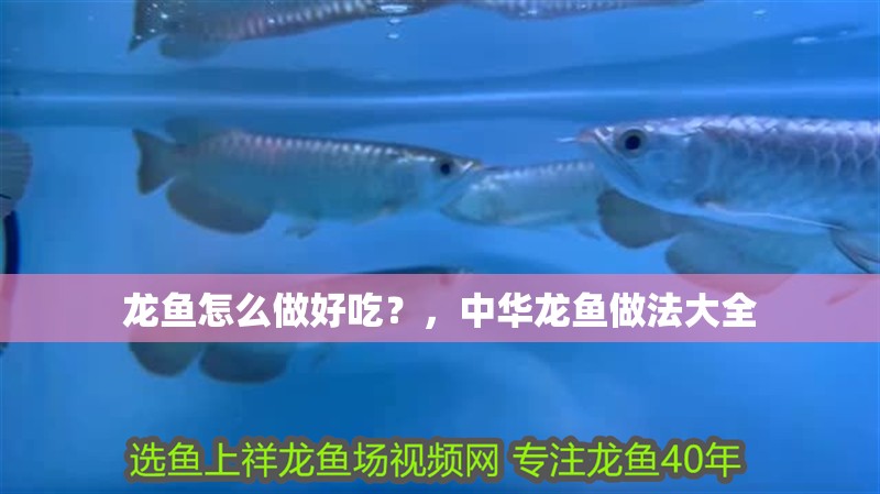 龍魚怎么做好吃？，中華龍魚做法大全
