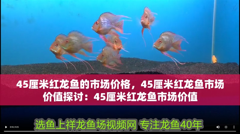 45厘米紅龍魚的市場價格，45厘米紅龍魚市場價值探討：45厘米紅龍魚市場價值