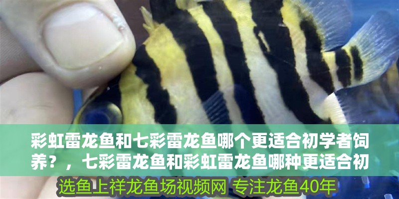 彩虹雷龍魚和七彩雷龍魚哪個更適合初學者飼養？，七彩雷龍魚和彩虹雷龍魚哪種更適合初學者飼養