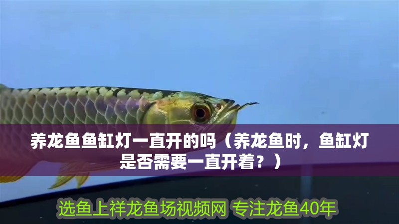 養(yǎng)龍魚魚缸燈一直開的嗎（養(yǎng)龍魚時，魚缸燈是否需要一直開著？）