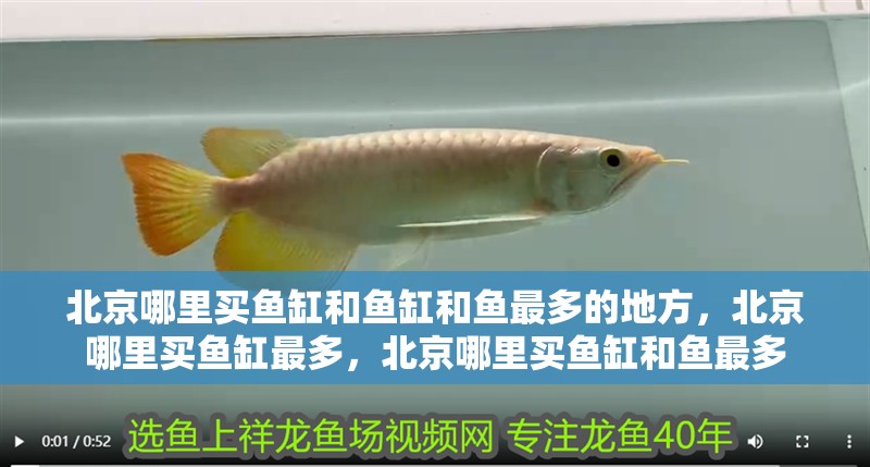 北京哪里買魚缸和魚缸和魚最多的地方，北京哪里買魚缸最多，北京哪里買魚缸和魚最多