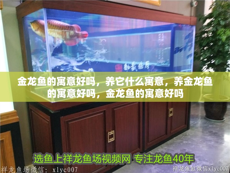 金龍魚的寓意好嗎，養它什么寓意，養金龍魚的寓意好嗎，金龍魚的寓意好嗎
