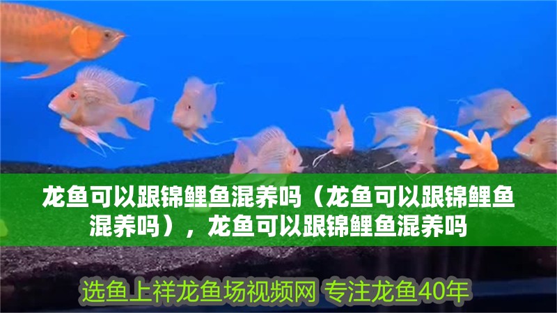 龍魚可以跟錦鯉魚混養嗎（龍魚可以跟錦鯉魚混養嗎），龍魚可以跟錦鯉魚混養嗎 龍魚可以跟錦鯉魚混養嗎（龍魚可以跟錦鯉魚混養嗎），龍魚可以跟錦鯉魚混養嗎 觀賞魚百科 第2張