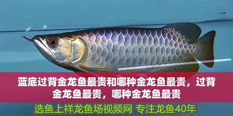 藍底過背金龍魚最貴和哪種金龍魚最貴，過背金龍魚最貴，哪種金龍魚最貴