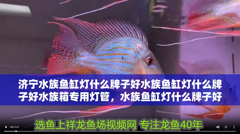 濟寧水族魚缸燈什么牌子好水族魚缸燈什么牌子好水族箱專用燈管，水族魚缸燈什么牌子好
