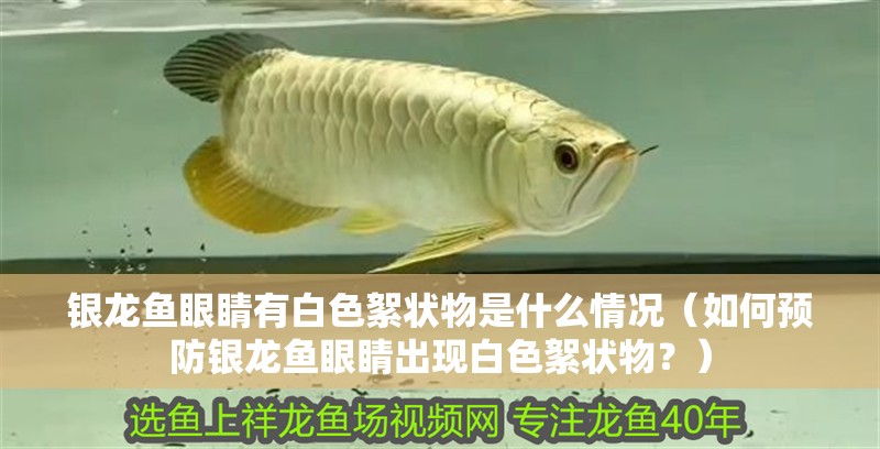 銀龍魚眼睛有白色絮狀物是什么情況（如何預(yù)防銀龍魚眼睛出現(xiàn)白色絮狀物？）