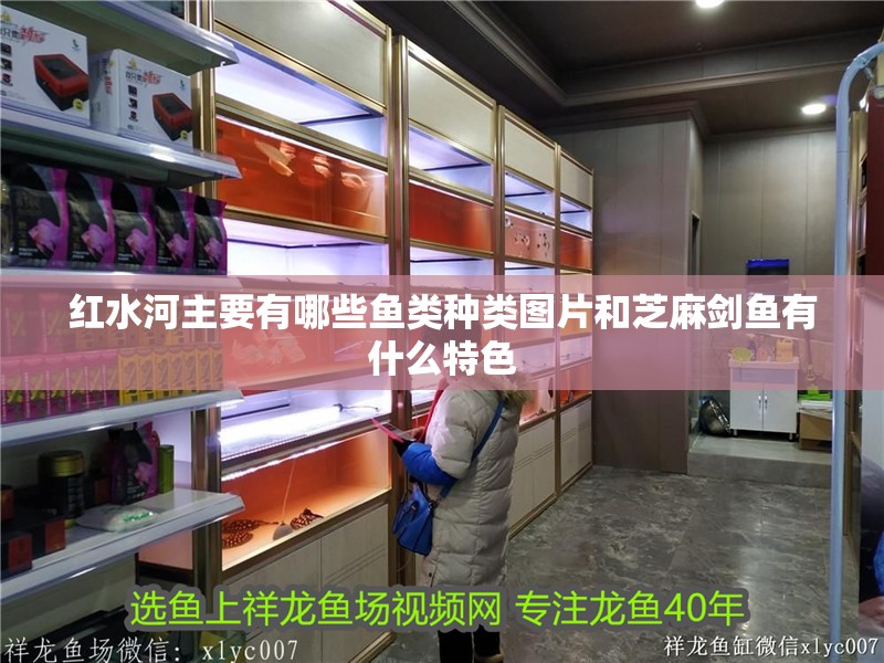 紅水河主要有哪些魚類種類圖片和芝麻劍魚有什么特色