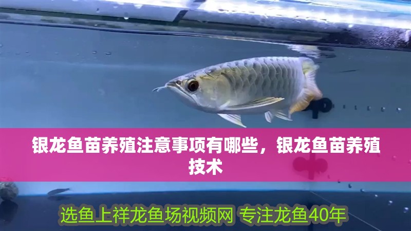 銀龍魚苗養殖注意事項有哪些，銀龍魚苗養殖技術
