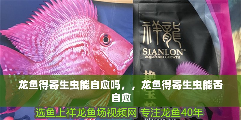 龍魚得寄生蟲能自愈嗎，，龍魚得寄生蟲能否自愈