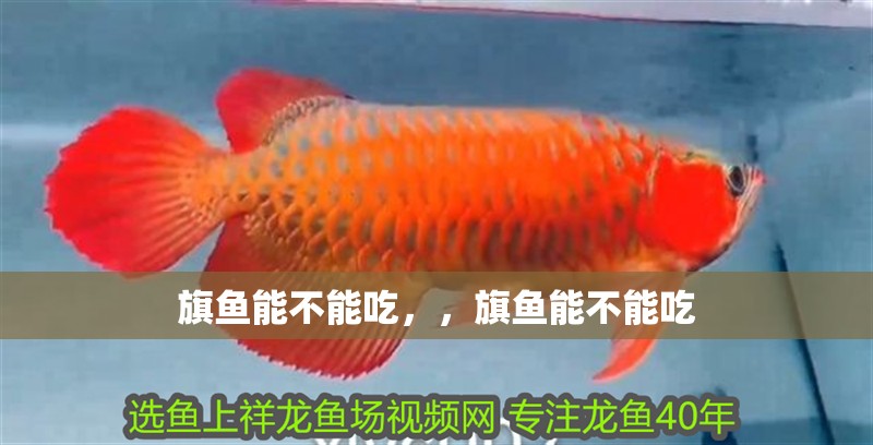 旗魚能不能吃，，旗魚能不能吃