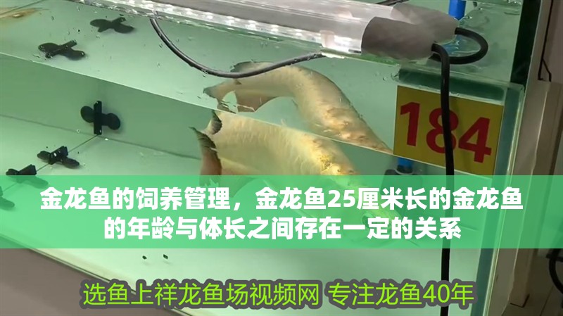 金龍魚的飼養管理，金龍魚25厘米長的金龍魚的年齡與體長之間存在一定的關系