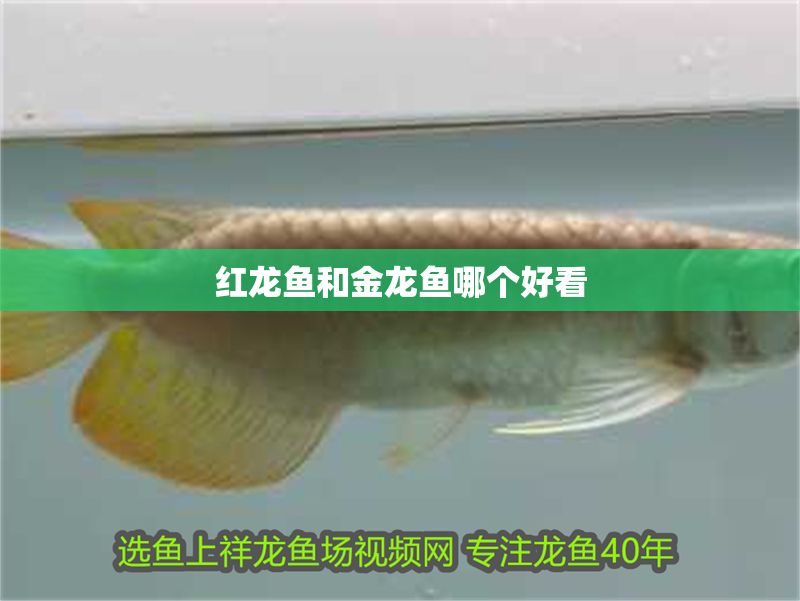紅龍魚和金龍魚哪個好看