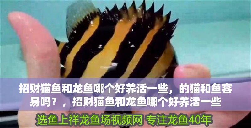 招財貓魚和龍魚哪個好養活一些，的貓和魚容易嗎？，招財貓魚和龍魚哪個好養活一些