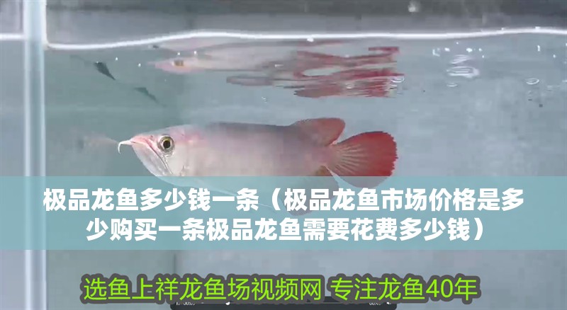 極品龍魚多少錢一條（極品龍魚市場(chǎng)價(jià)格是多少購買一條極品龍魚需要花費(fèi)多少錢）