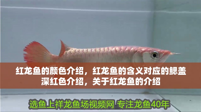 紅龍魚的顏色介紹，紅龍魚的含義對應的鰓蓋深紅色介紹，關于紅龍魚的介紹