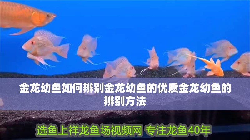 金龍幼魚如何辨別金龍幼魚的優(yōu)質(zhì)金龍幼魚的辨別方法