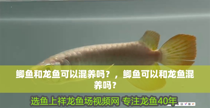 鯽魚和龍魚可以混養嗎？，鯽魚可以和龍魚混養嗎？ 鯽魚和龍魚可以混養嗎？，鯽魚可以和龍魚混養嗎？ 觀賞魚百科 第2張