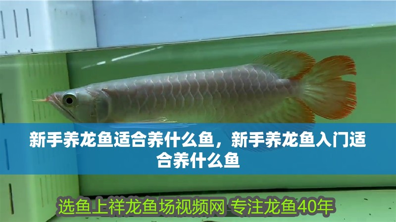 新手養龍魚適合養什么魚，新手養龍魚入門適合養什么魚