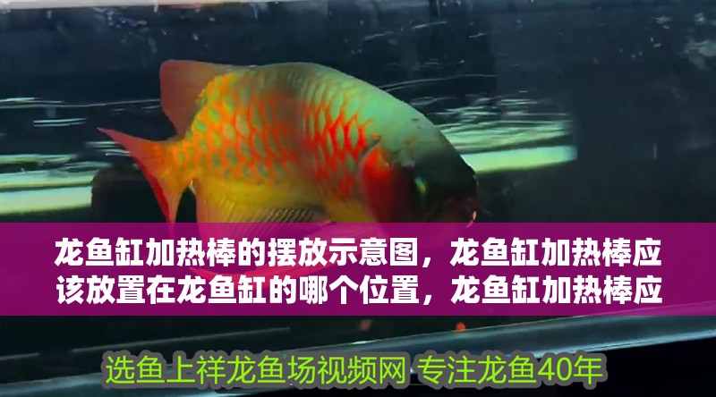 龍魚(yú)缸加熱棒的擺放示意圖，龍魚(yú)缸加熱棒應(yīng)該放置在龍魚(yú)缸的哪個(gè)位置，龍魚(yú)缸加熱棒應(yīng)該放置