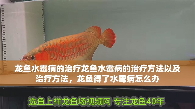 龍魚水霉病的治療龍魚水霉病的治療方法以及治療方法，龍魚得了水霉病怎么辦
