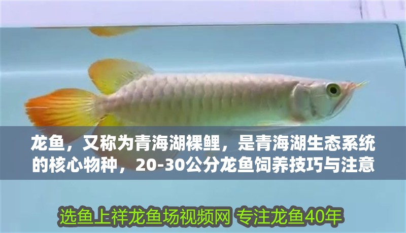 龍魚，又稱為青海湖裸鯉，是青海湖生態(tài)系統(tǒng)的核心物種，20-30公分龍魚飼養(yǎng)技巧與注意事項