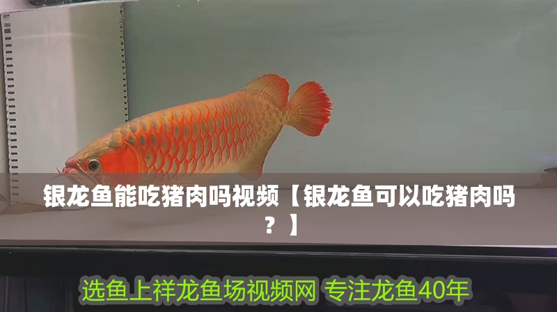 銀龍魚能吃豬肉嗎視頻【銀龍魚可以吃豬肉嗎？】