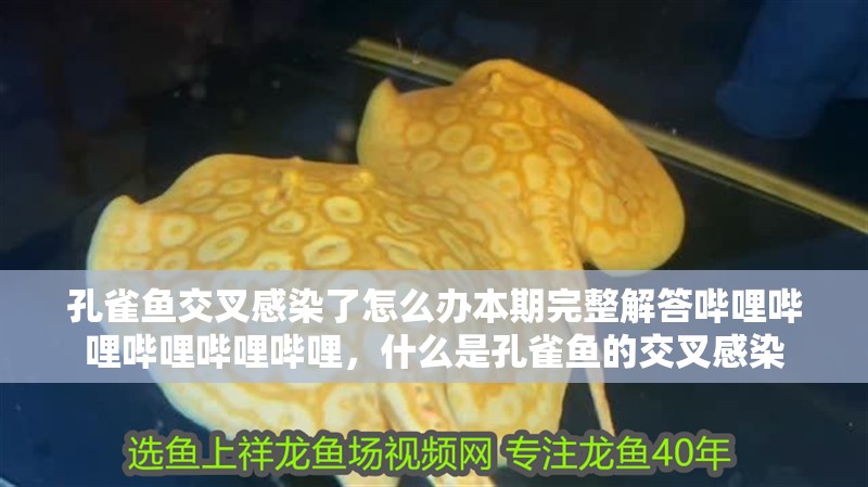 孔雀魚交叉感染了怎么辦本期完整解答嗶哩嗶哩嗶哩嗶哩嗶哩，什么是孔雀魚的交叉感染
