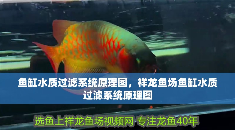 魚缸水質(zhì)過濾系統(tǒng)原理圖，祥龍魚場(chǎng)魚缸水質(zhì)過濾系統(tǒng)原理圖