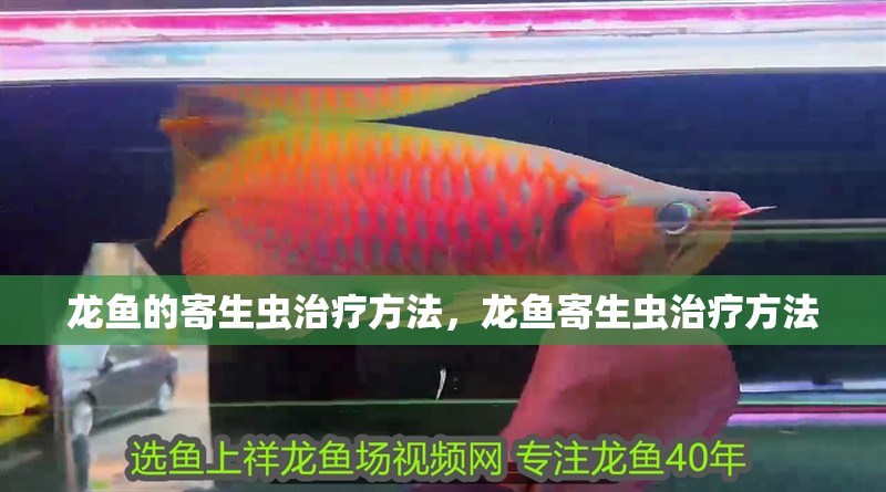 龍魚的寄生蟲治療方法，龍魚寄生蟲治療方法