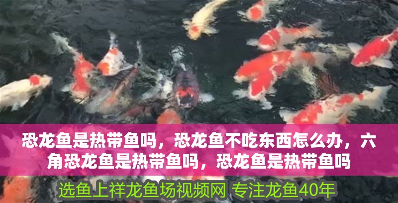 恐龍魚是熱帶魚嗎，恐龍魚不吃東西怎么辦，六角恐龍魚是熱帶魚嗎，恐龍魚是熱帶魚嗎