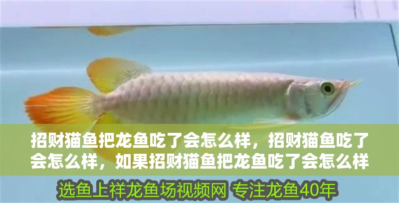 招財貓魚把龍魚吃了會怎么樣，招財貓魚吃了會怎么樣，如果招財貓魚把龍魚吃了會怎么樣