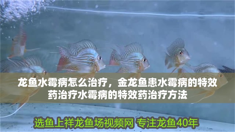 龍魚水霉病怎么治療，金龍魚患水霉病的特效藥治療水霉病的特效藥治療方法