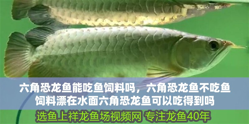 六角恐龍魚能吃魚飼料嗎，六角恐龍魚不吃魚飼料漂在水面六角恐龍魚可以吃得到嗎