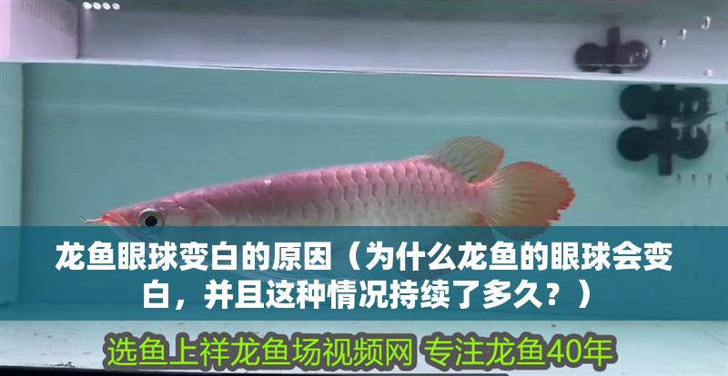 龍魚眼球變白的原因（為什么龍魚的眼球會變白，并且這種情況持續了多久？）