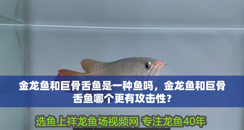 金龍魚和巨骨舌魚是一種魚嗎，金龍魚和巨骨舌魚哪個更有攻擊性？