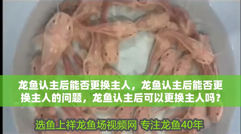 龍魚認(rèn)主后能否更換主人，龍魚認(rèn)主后能否更換主人的問題，龍魚認(rèn)主后可以更換主人嗎？