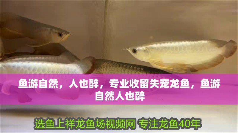魚游自然，人也醉，專業(yè)收留失寵龍魚，魚游自然人也醉