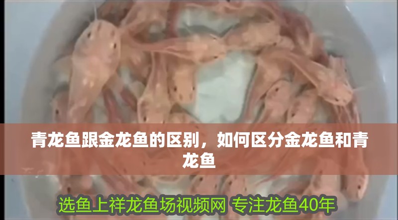 青龍魚跟金龍魚的區別，如何區分金龍魚和青龍魚