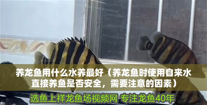 養(yǎng)龍魚用什么水養(yǎng)最好（養(yǎng)龍魚時使用自來水直接養(yǎng)魚是否安全，需要注意的因素）