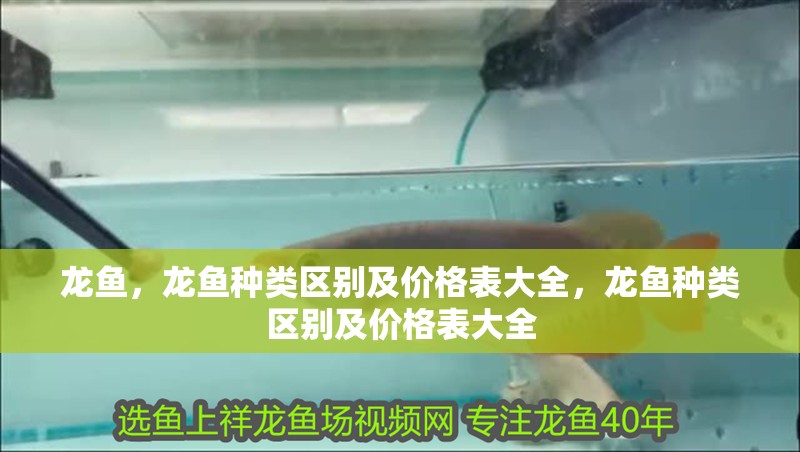 龍魚，龍魚種類區別及價格表大全，龍魚種類區別及價格表大全
