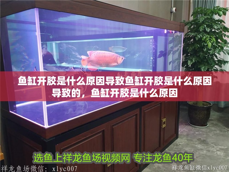 魚缸開膠是什么原因導致魚缸開膠是什么原因導致的，魚缸開膠是什么原因