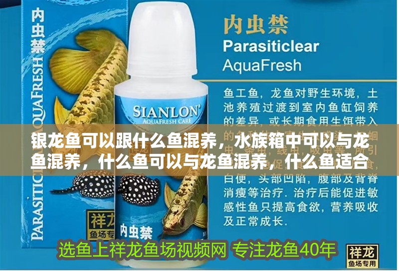 銀龍魚可以跟什么魚混養，水族箱中可以與龍魚混養，什么魚可以與龍魚混養，什么魚適合同一缸養