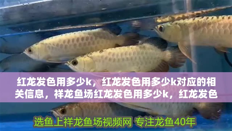 紅龍發色用多少k，紅龍發色用多少k對應的相關信息，祥龍魚場紅龍發色用多少k，紅龍發色用多少k對應的信息