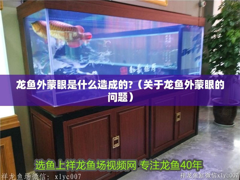 龍魚外蒙眼是什么造成的?（關于龍魚外蒙眼的問題）