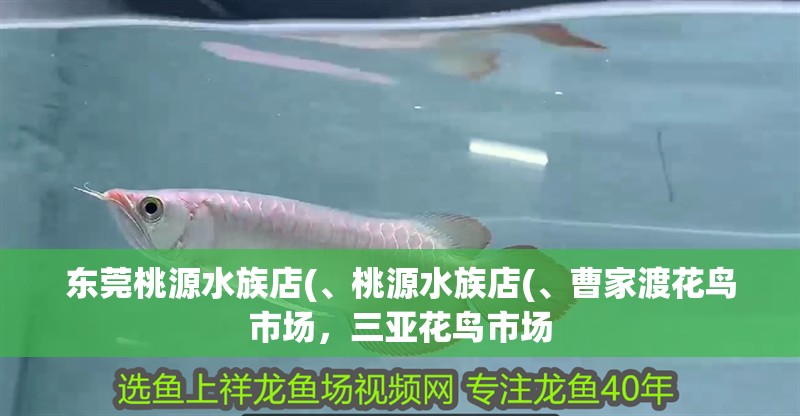 東莞桃源水族店(、桃源水族店(、曹家渡花鳥市場，三亞花鳥市場