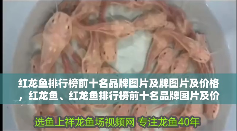紅龍魚排行榜前十名品牌圖片及牌圖片及價格，紅龍魚、紅龍魚排行榜前十名品牌圖片及價格圖片及價格